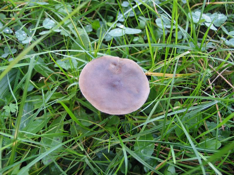 brancolo nel buio  (cfr. Melanoleuca sp.)